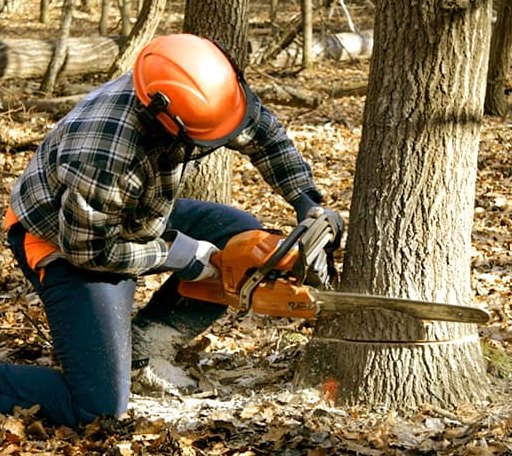 Tree Removal in Topping, VA